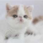 渭南自家繁殖加菲猫 性格温顺乖巧 可上门挑选