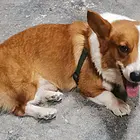 柯基犬