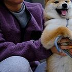 黄石CKU认证犬舍高品质柴犬基地