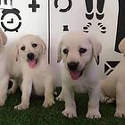 阿克苏哪里有拉布拉多卖 拉布拉多犬舍信息