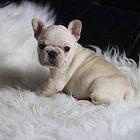 一只法斗幼犬多少钱 法斗犬价格大全_全国发货