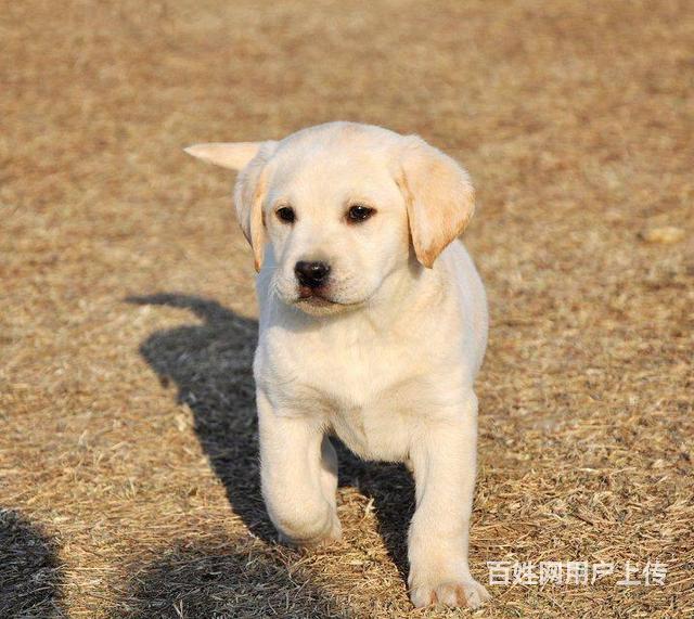 拉布拉多幼犬出售 三个月拉布拉多 纯种拉布拉多