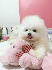 家养博美犬 纯种博美多少钱 哈多利博美实物拍摄