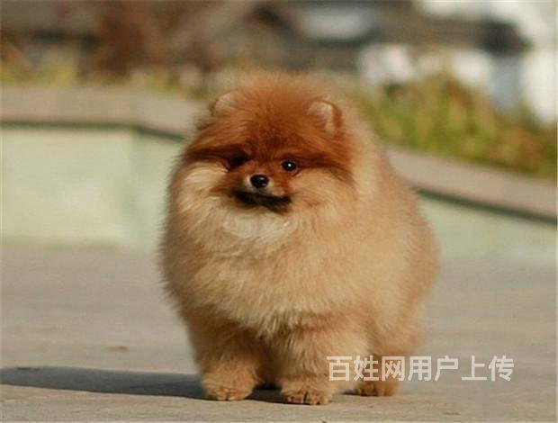 纯种博美犬 哈多利球体博美 可爱聪明的博美犬 待售