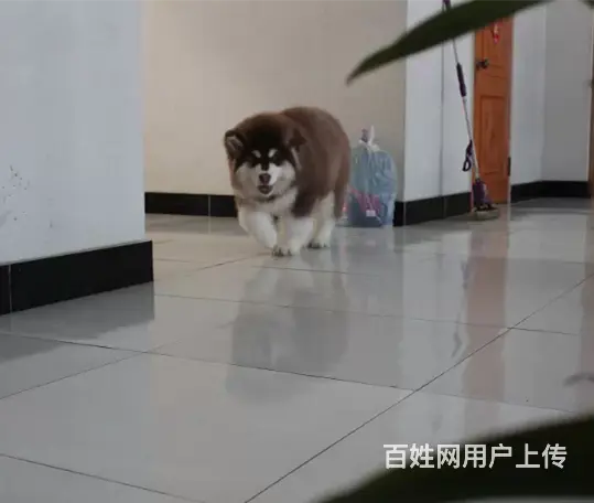 纯种阿拉斯加幼犬 黑十字架脸,大骨量大毛量犬舍直销 - 图片 8