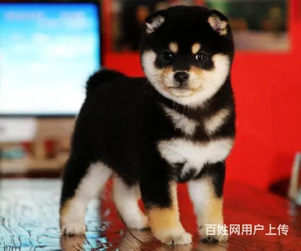 纯种日本柴犬多少钱 北京哪里有卖柴犬 纯种柴犬价格 - 图片 6
