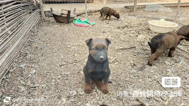 纯种马犬幼崽 - 图片 2