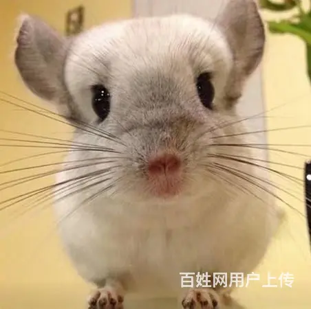 宠物，龙猫 - 图片 8