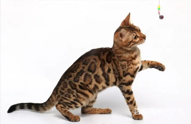 哪里有孟加拉豹猫卖 多少钱价位一只 性格好吗 - 图片 5