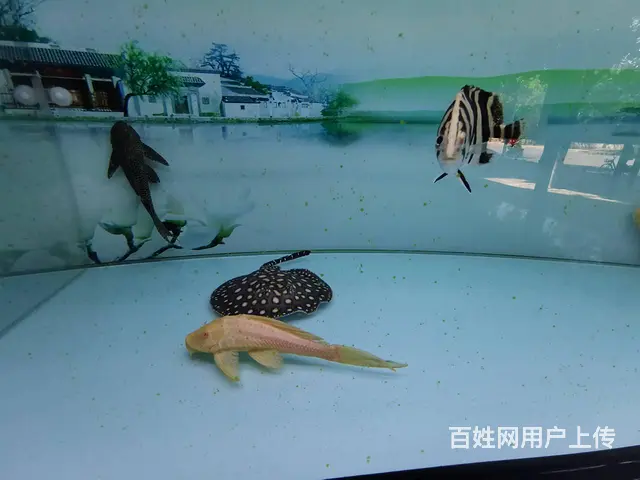 红龙鱼1.8米9成新鱼缸 皇冠2条飞凤一条 黄头龟 - 图片 3