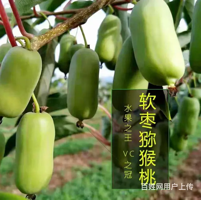 卖果树大量出售 - 图片 5