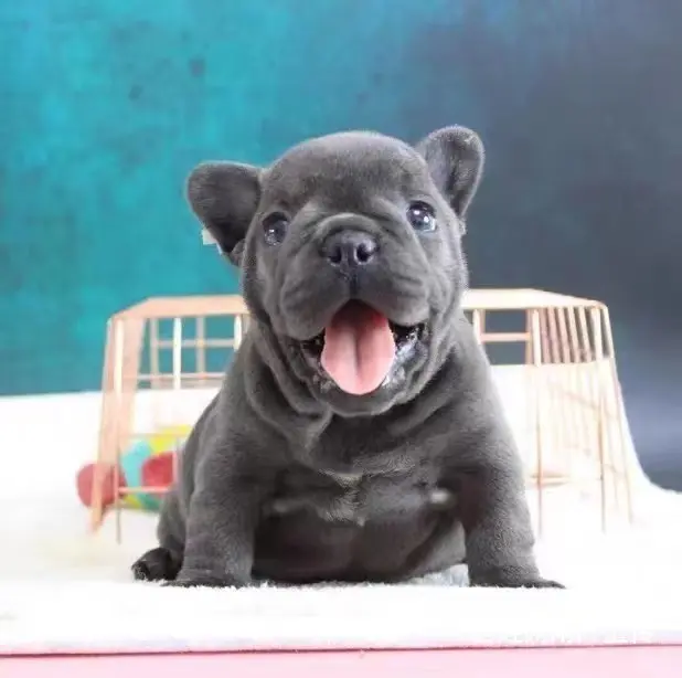 【货到付款犬舍】天门哪里有斗牛犬  斗牛犬多少钱图 - 图片 3