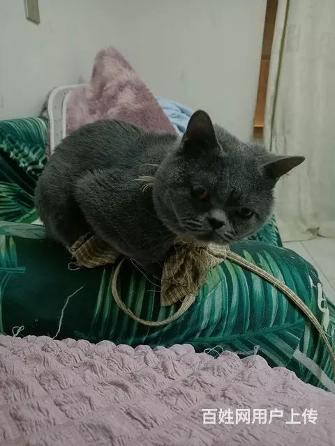 自己养蓝猫出售 - 图片 2