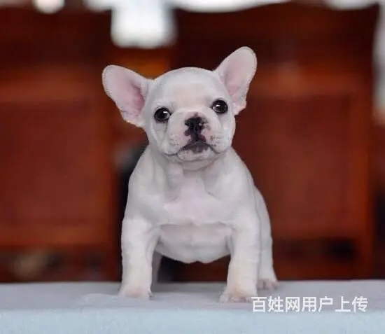 纯正法国斗牛犬，专业繁殖血统纯正，三年质保协议 - 图片 8