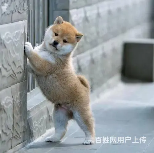 柴犬多少钱一只 哪里有卖柴犬柴犬 - 图片 3