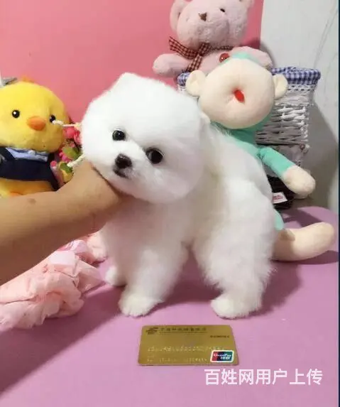 出售纯种球体博美幼犬 茶杯俊介杰宠物狗活体 - 图片 7