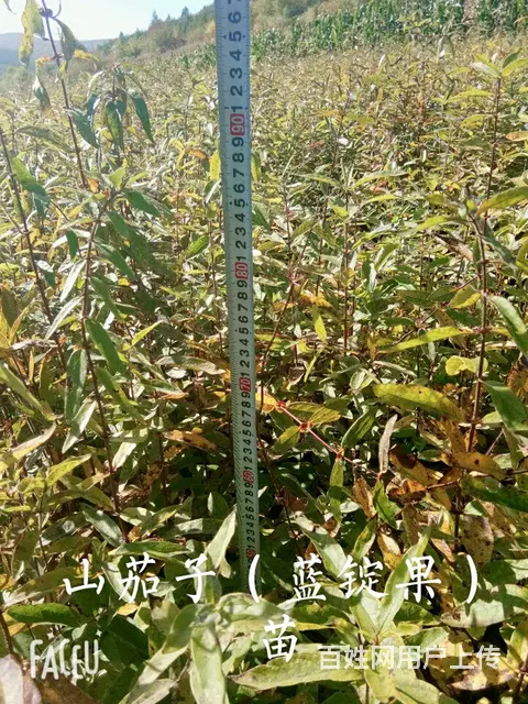 黑龙江七台河利峰苗圃 - 图片 7