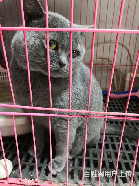 蓝猫公 - 图片