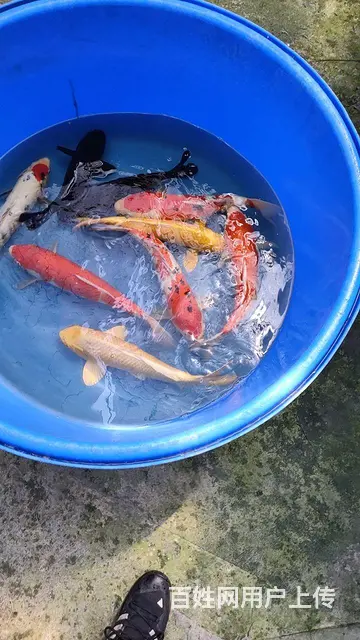 苏州批发零售锦鲤鱼 - 图片 12