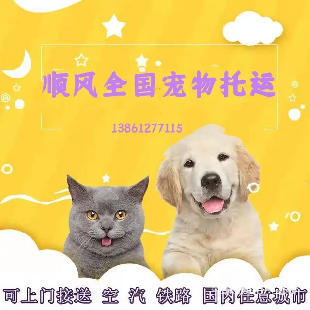 2022百色（猫狗）快递托运（宠物活体运输新*闻） - 图片 5