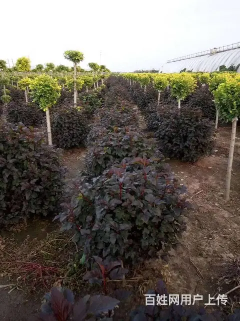 出售自产苗木 - 图片 9