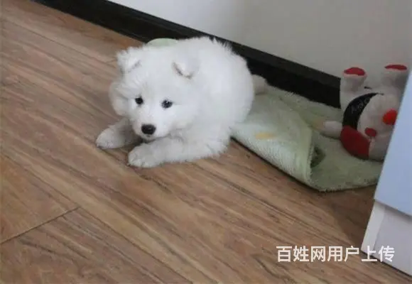 北京哪里有卖银狐犬 日本银狐好养吗 - 图片 2