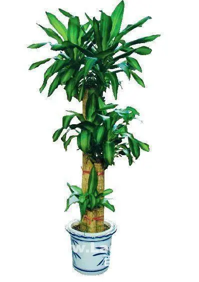 绿植盆栽租赁服务,花木租金较低 - 图片 1