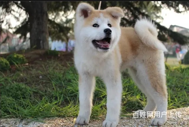 纯种秋田犬,健康血统有保障, 忠诚的伴侣 - 图片 1