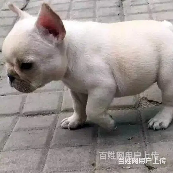 六安法斗价格哪里有法斗买呢 - 图片 2