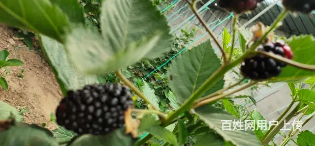 岚山中楼黑莓种植基地 - 图片 4