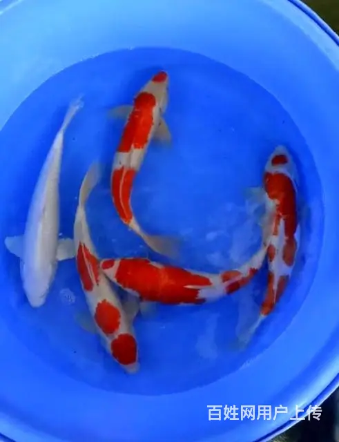 苏州永乐锦鲤大量出售锦鲤鱼 - 图片 1