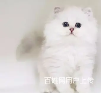 常州哪里出售纯种金吉拉猫 金吉拉猫多少钱呢 - 图片 1