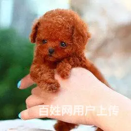 广州纯种泰迪犬价格 狗舍直销 包纯种健康签协议 - 图片 8