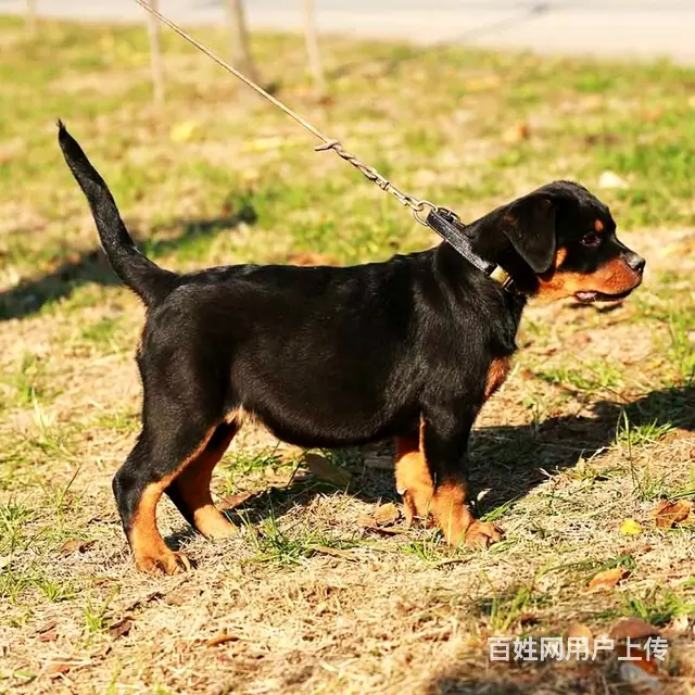 长春有什么靠谱的罗威纳犬舍推荐吗 - 图片 10