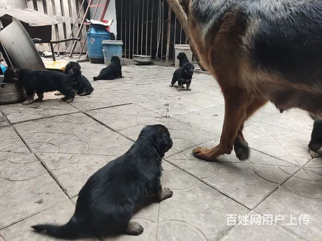 出售家养德牧 - 图片 2