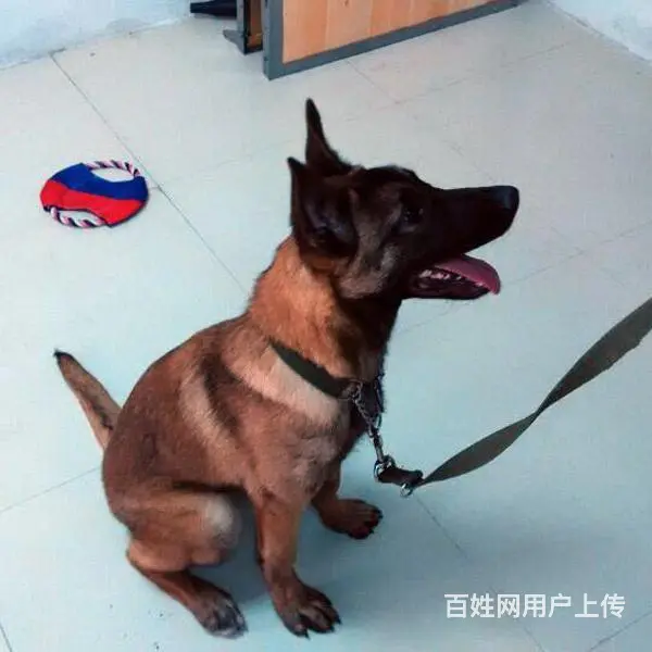 中卫上哪可以看到马犬犬舍，马犬犬舍地址位置 - 图片 4