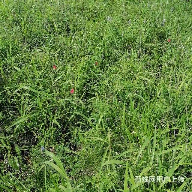 荒山转让大约两千多亩 - 图片 4