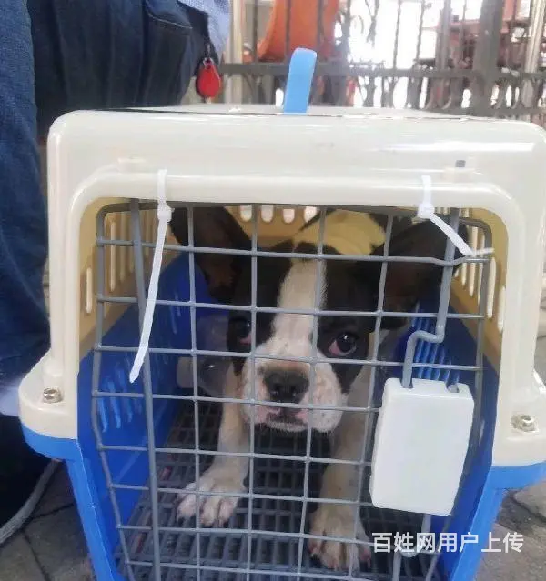 常州值得选择的宠物快递哪家性价比高？ - 图片 3