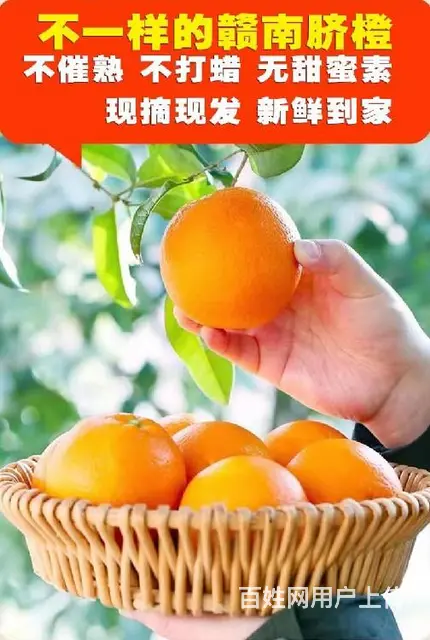 和平赣南脐橙批发价格 - 图片 6