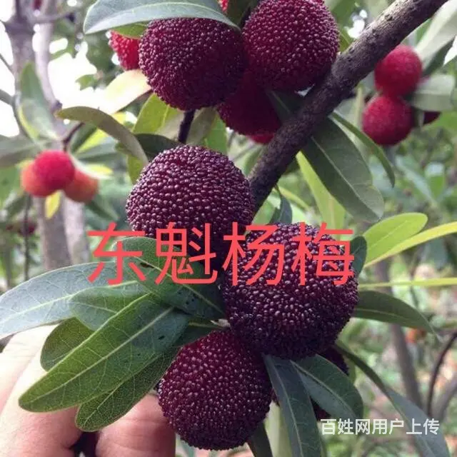 专业供应各种芒果树苗以及其他水果树苗 - 图片 5