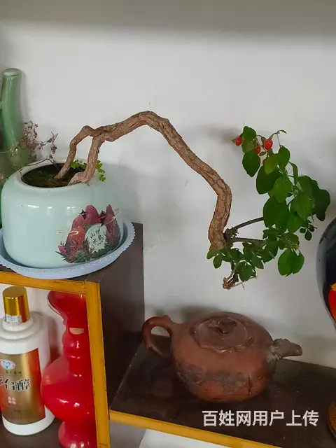 黄荆，中华野生红枸杞盆景，酒瓶花盆 - 图片 3