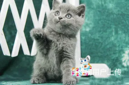 贵州黔南猫舍直销纯种蓝猫低价出售 - 图片 3