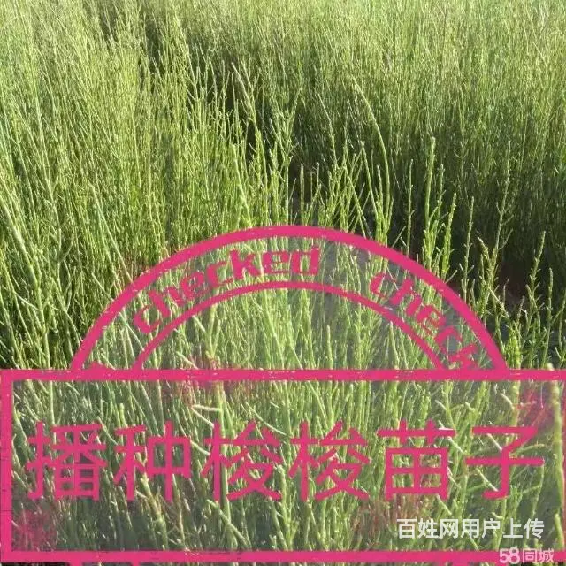 全疆苗木种植花卉种子批发 - 图片 5
