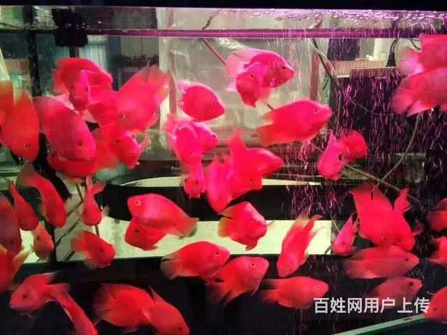 全昆明免费上门鱼缸清洗 鱼缸造景 鱼缸维修 - 图片 3