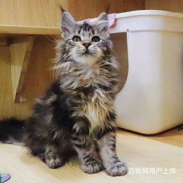 六安哪里卖纯种大体型缅因猫俄系缅因猫疫苗已做找新家 - 图片 6