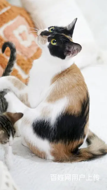 【搞定了！】免费领养日式三花招财猫已经绝育妙三多全有可送猫上 - 图片 2