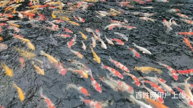 苏州锦鲤鱼批发养殖市场 - 图片 5