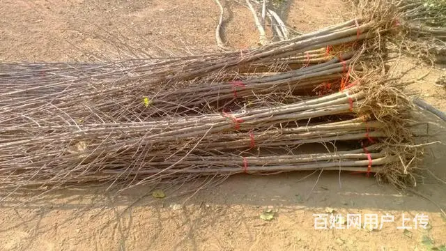 紧急出售15-30银杏树，低价处理银杏小苗 - 图片 6