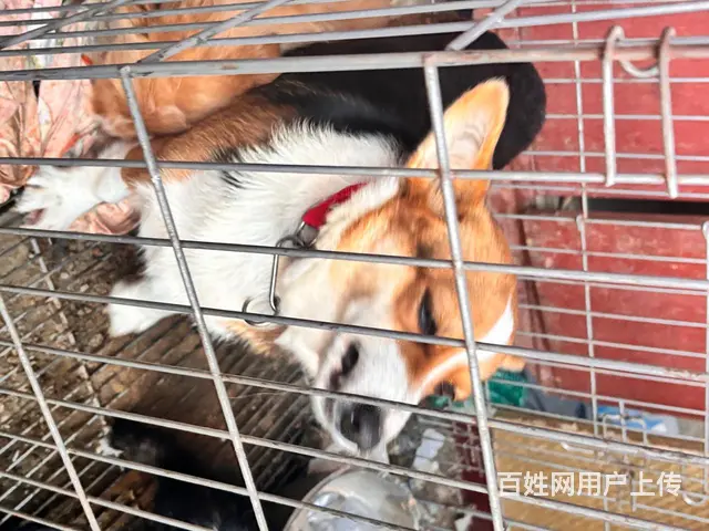临西县600块出柯基  仅自提 外地勿扰 - 图片 5