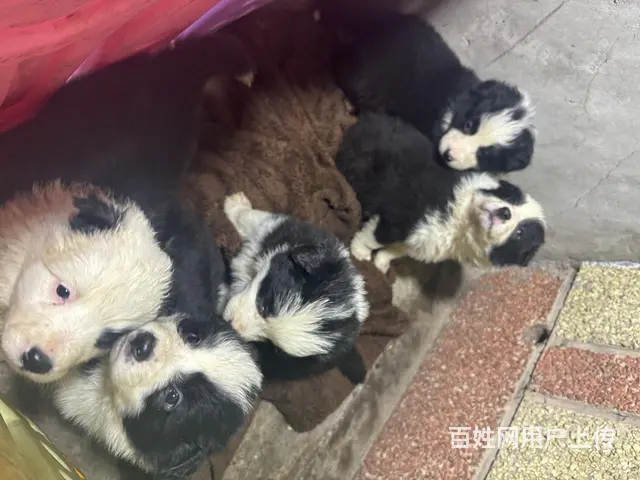 【搞定了！】边牧狗仔600一只 - 图片 2